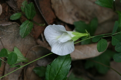 Clitoria ternatea